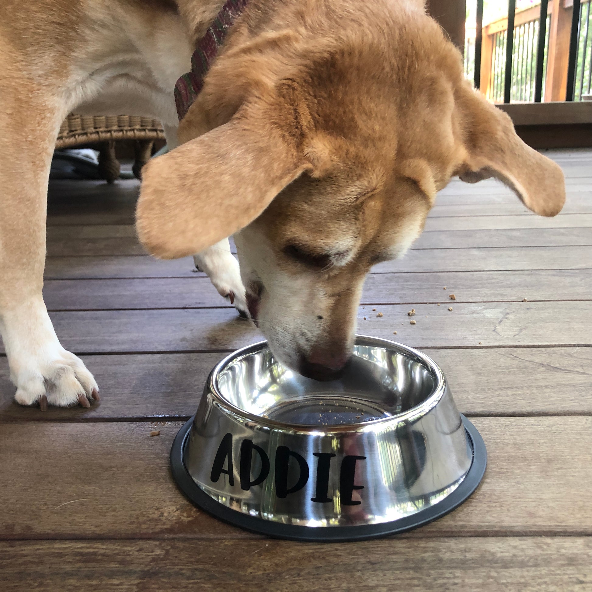 Addie Dog eating from personalized dish